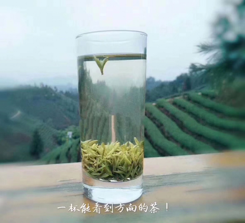 四川雅安蒙顶山明前茶厂家直销