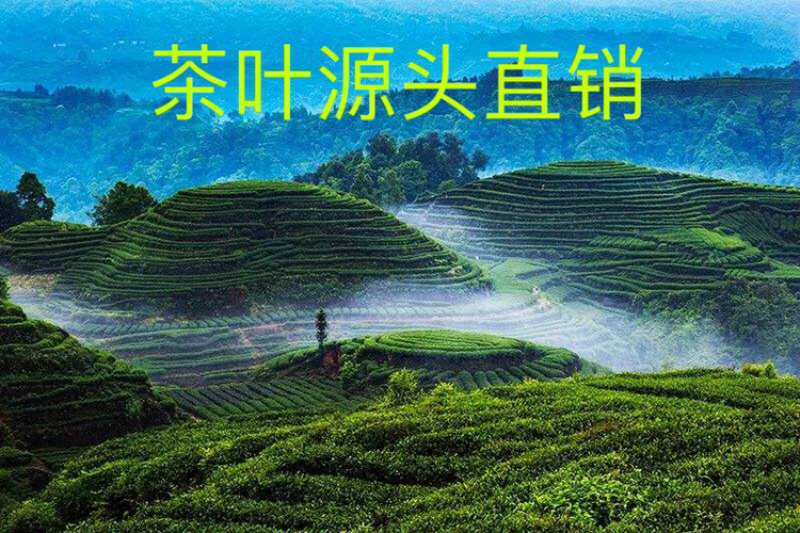 四川雅安蒙顶山明前茶厂家直销