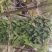 贵州大山深处野生全草药材络石藤