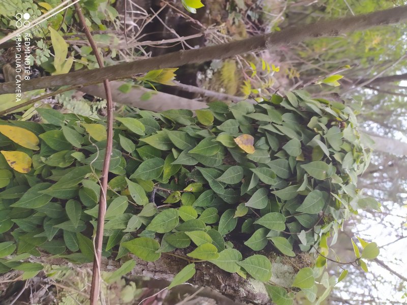 贵州大山深处野生全草药材络石藤