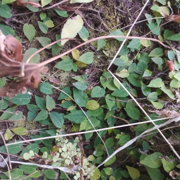 贵州大山深处野生全草药材络石藤