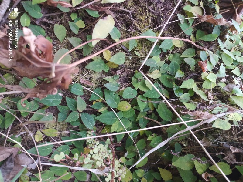 贵州大山深处野生全草药材络石藤