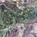 贵州大山深处野生全草药材络石藤
