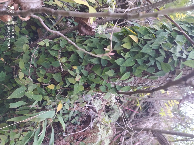 贵州大山深处野生全草药材络石藤