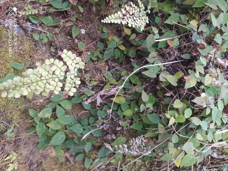 贵州大山深处野生全草药材络石藤