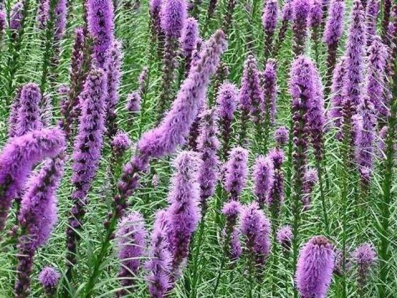 蛇鞭菊种子当年新货道路绿化花海种子花卉种子