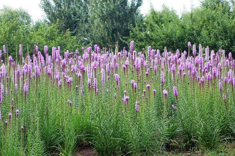 蛇鞭菊种子当年新货道路绿化花海种子花卉种子
