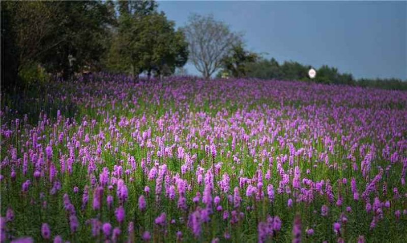 蛇鞭菊种子当年新货道路绿化花海种子花卉种子