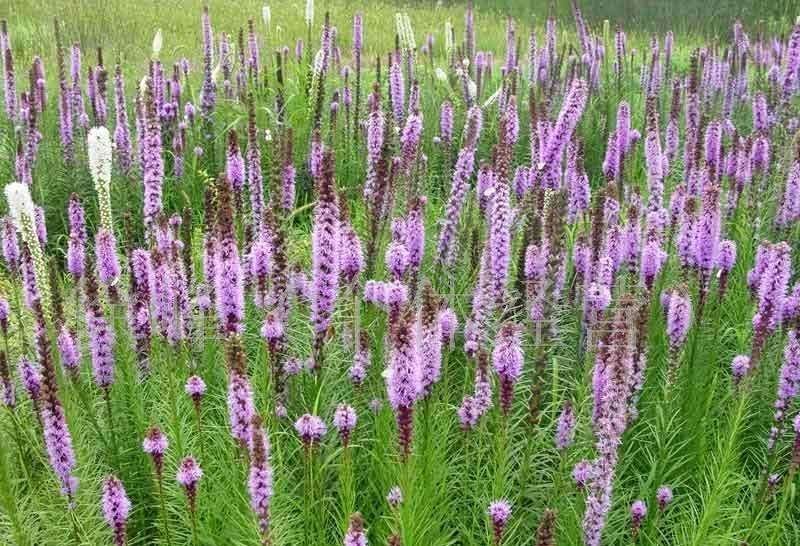 蛇鞭菊种子当年新货道路绿化花海种子花卉种子