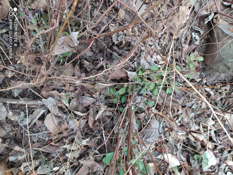 贵州毕节古夜郎大地野生药材土牛膝野生全草下单现采