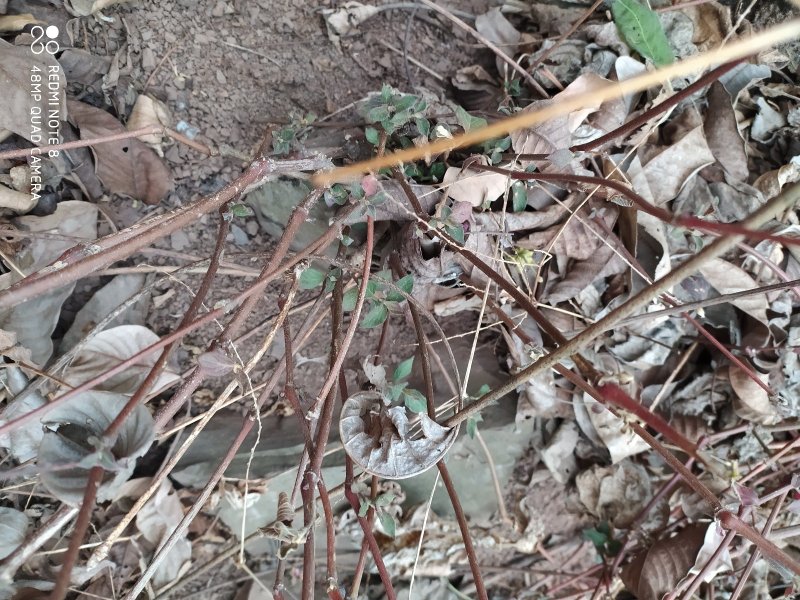贵州毕节古夜郎大地野生药材土牛膝野生全草下单现采