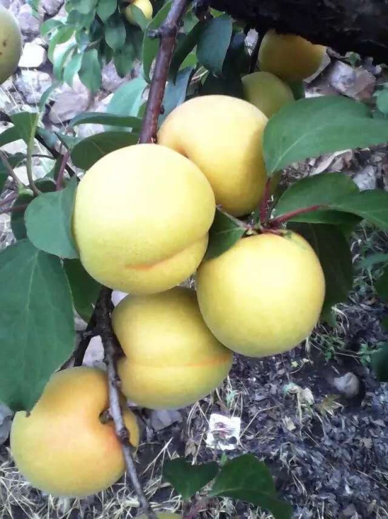 滞销的杏梅，全村都种植，可以搞绿果，全国成熟晚的地方！