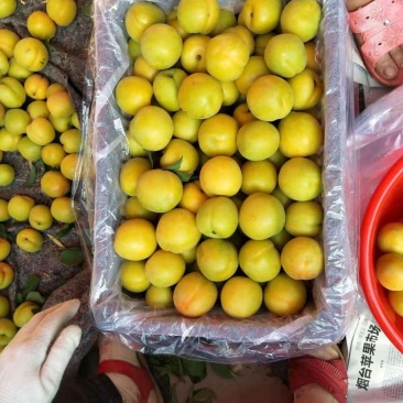 滞销的杏梅，全村都种植，可以搞绿果，全国成熟晚的地方！