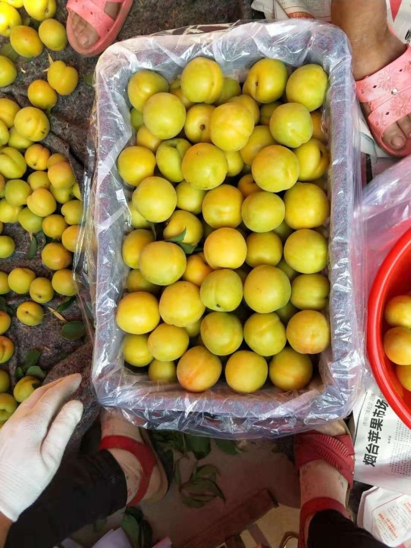 滞销的杏梅，全村都种植，可以搞绿果，全国成熟晚的地方！