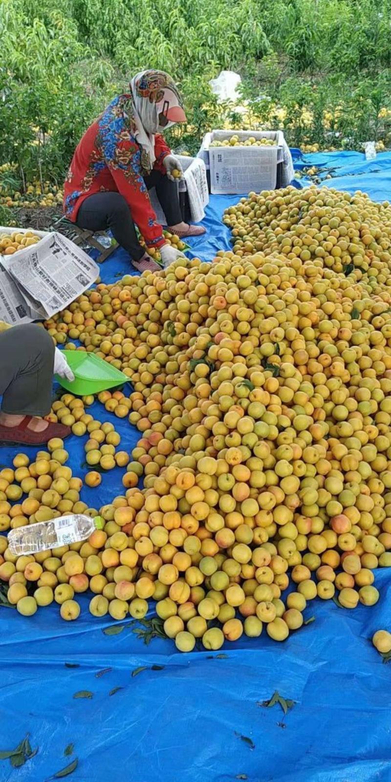 滞销的杏梅，全村都种植，可以搞绿果，全国成熟晚的地方！