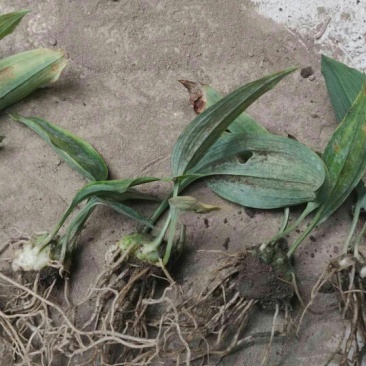 块茎1.5公分以上多花黄精不倒苗，大量上市