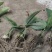块茎1.5公分以上多花黄精不倒苗，大量上市