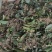 块茎1.5公分以上多花黄精不倒苗，大量上市