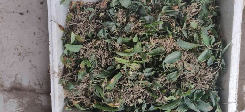 块茎1.5公分以上多花黄精不倒苗，大量上市