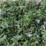 块茎1.5公分以上多花黄精不倒苗，大量上市