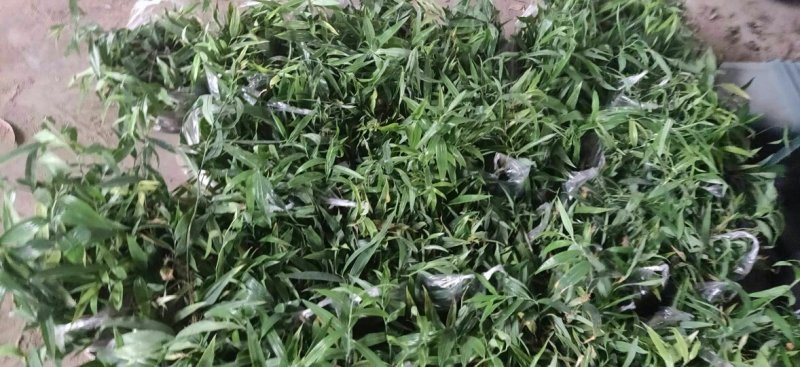 块茎1.5公分以上多花黄精不倒苗，大量上市