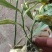 块茎1.5公分以上多花黄精不倒苗，大量上市