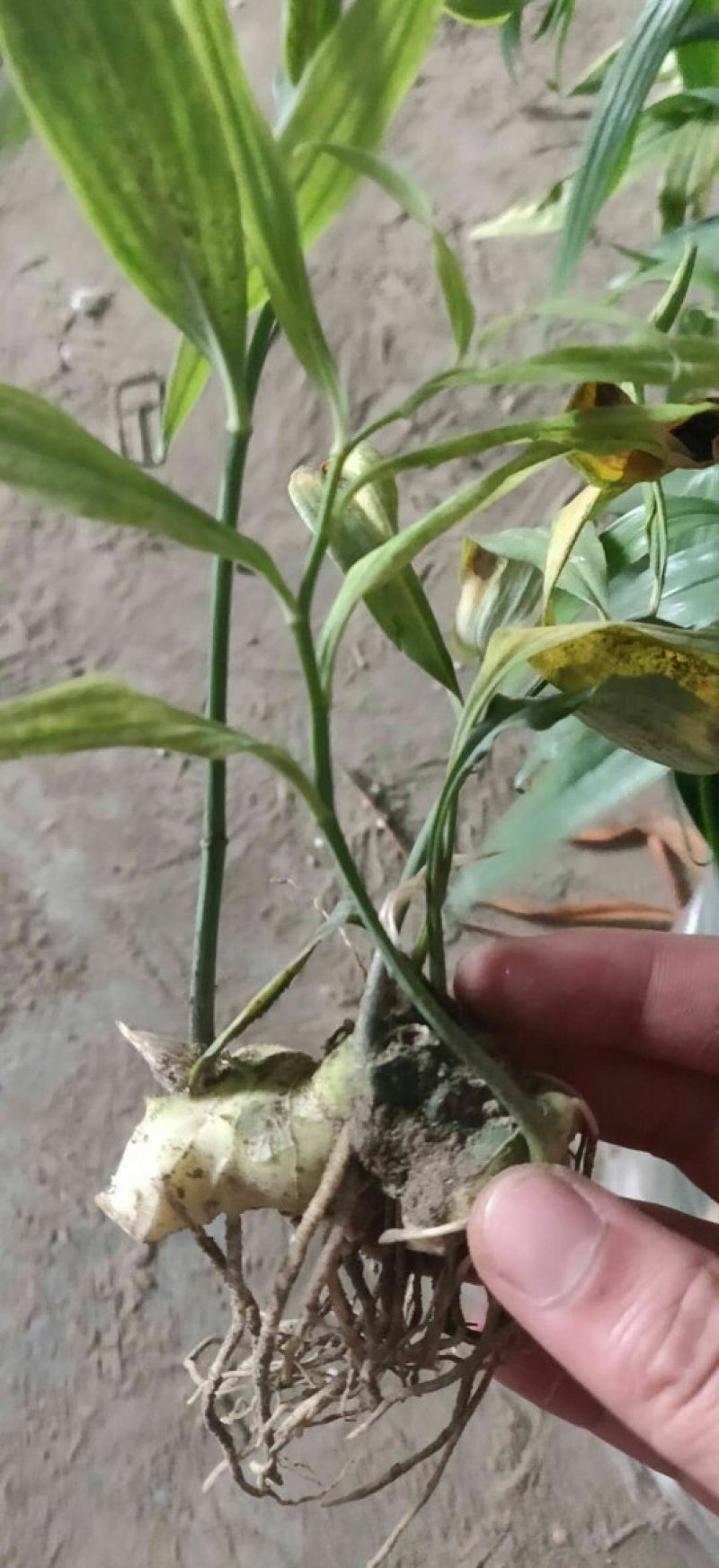 块茎1.5公分以上多花黄精不倒苗，大量上市