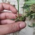 块茎1.5公分以上多花黄精不倒苗，大量上市