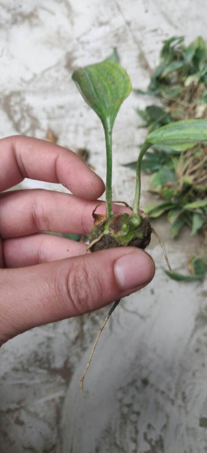 块茎1.5公分以上多花黄精不倒苗，大量上市