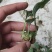 块茎1.5公分以上多花黄精不倒苗，大量上市