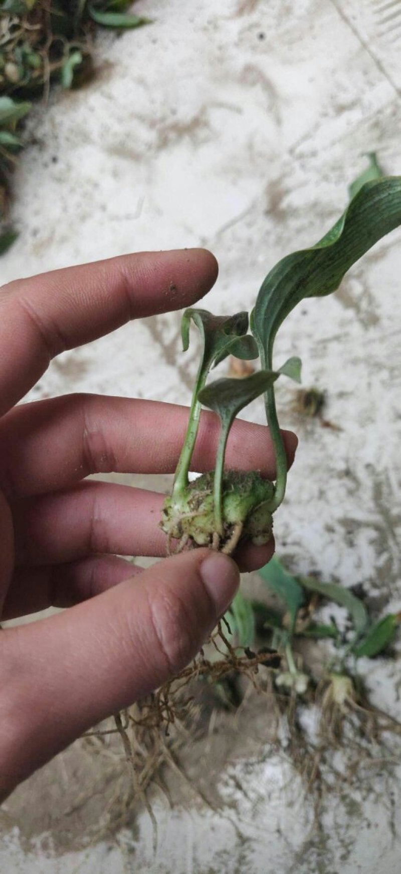 块茎1.5公分以上多花黄精不倒苗，大量上市