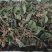 块茎1.5公分以上多花黄精不倒苗，大量上市