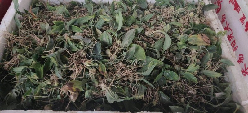 块茎1.5公分以上多花黄精不倒苗，大量上市