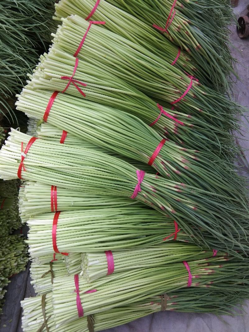 蒜苔~红帽精品，苔长30公分左右，供电商、市场，生鲜配送