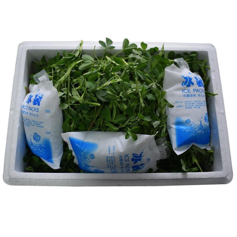 苜蓿菜新鲜野菜现摘头茬苜蓿芽食用野生蔬菜嫩芽现摘2.5斤