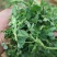 苜蓿菜新鲜野菜现摘头茬苜蓿芽食用野生蔬菜嫩芽现摘2.5斤