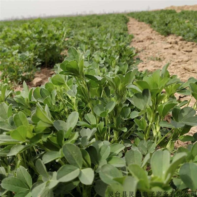 苜蓿菜新鲜野菜现摘头茬苜蓿芽食用野生蔬菜嫩芽现摘2.5斤