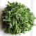 苜蓿菜新鲜野菜现摘头茬苜蓿芽食用野生蔬菜嫩芽现摘2.5斤