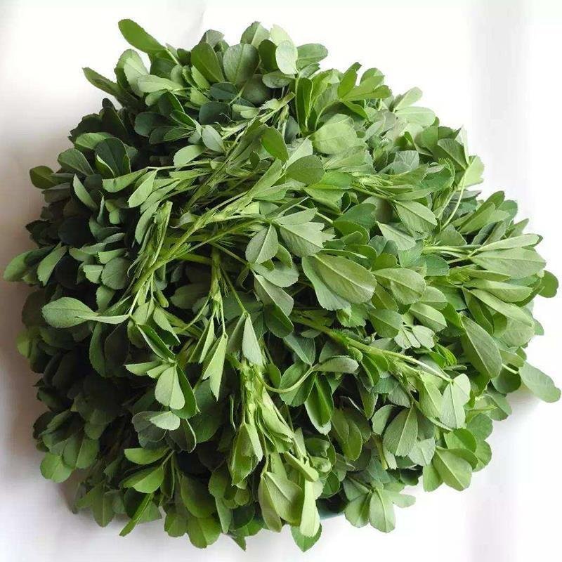 苜蓿菜新鲜野菜现摘头茬苜蓿芽食用野生蔬菜嫩芽现摘2.5斤