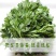 苜蓿菜新鲜野菜现摘头茬苜蓿芽食用野生蔬菜嫩芽现摘2.5斤