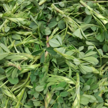 苜蓿菜新鲜野菜现摘头茬苜蓿芽食用野生蔬菜嫩芽现摘2.5斤