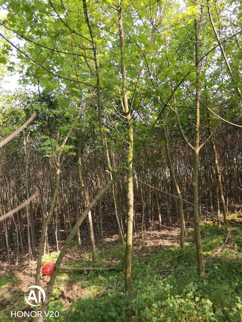 五角枫基地直供，3—10公分各种规格，量大从优，价格美丽