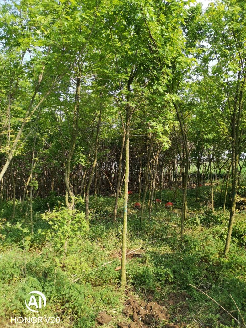 五角枫基地直供，3—10公分各种规格，量大从优，价格美丽