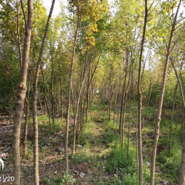 五角枫基地直供，3—10公分各种规格，量大从优，价格美丽
