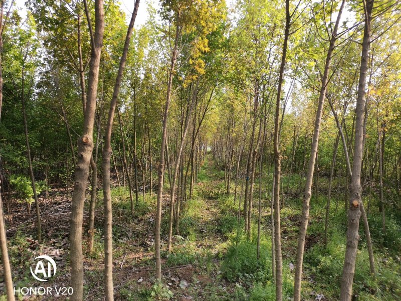 五角枫基地直供，3—10公分各种规格，量大从优，价格美丽