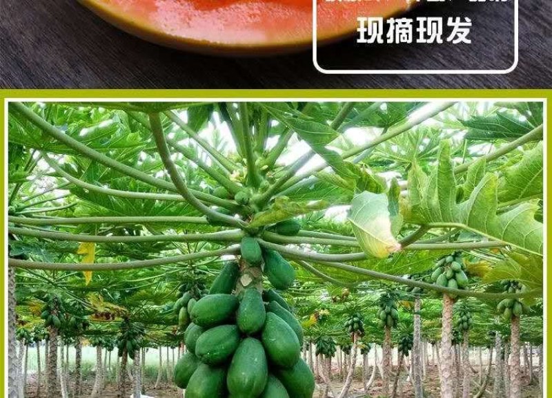 广西冰糖木瓜新鲜水果一件代发