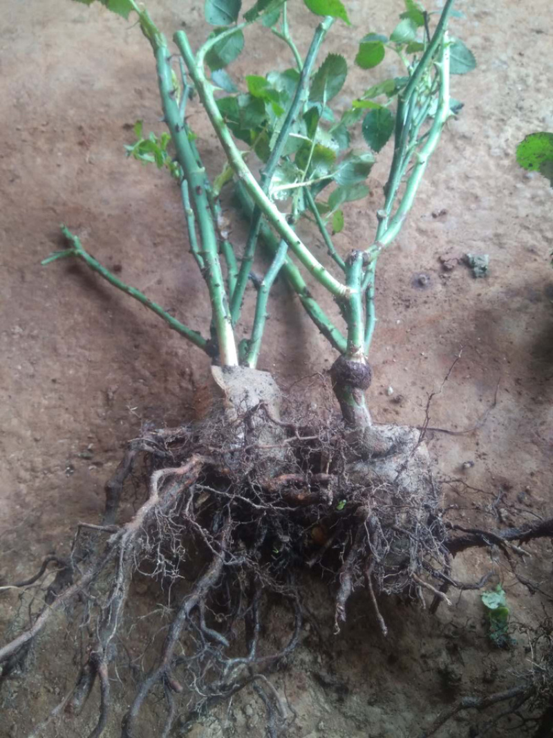 玫瑰小苗玫瑰大苗