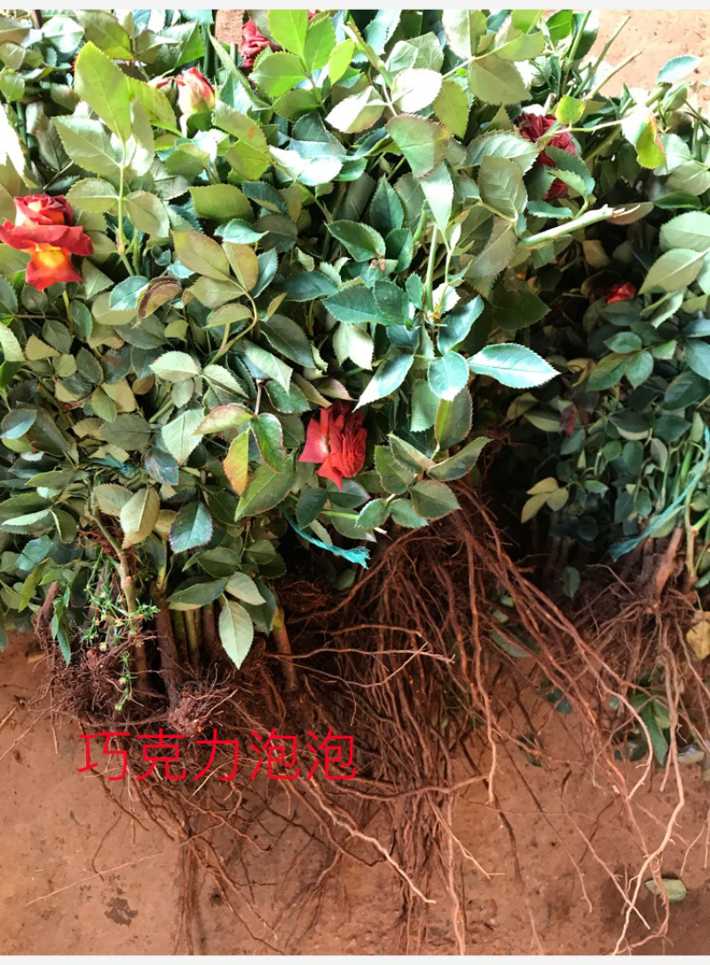 玫瑰小苗玫瑰大苗