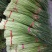 蒜苔红帽，苔长55公分左右，质量保证、产地直销、代发全国
