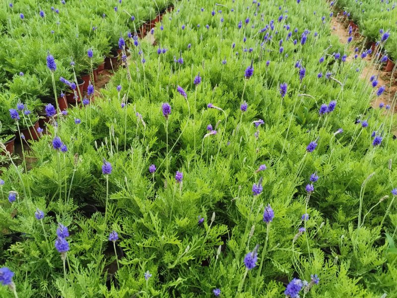 羽叶薰衣草盆栽薰衣草基地直发欢迎实地看货